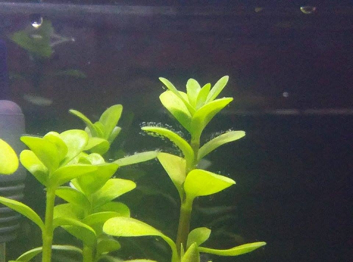 (水族)(求助)水草上的不明物體