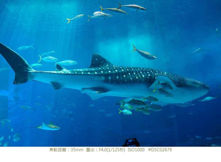 RX1R 沖縄美ら海水族館