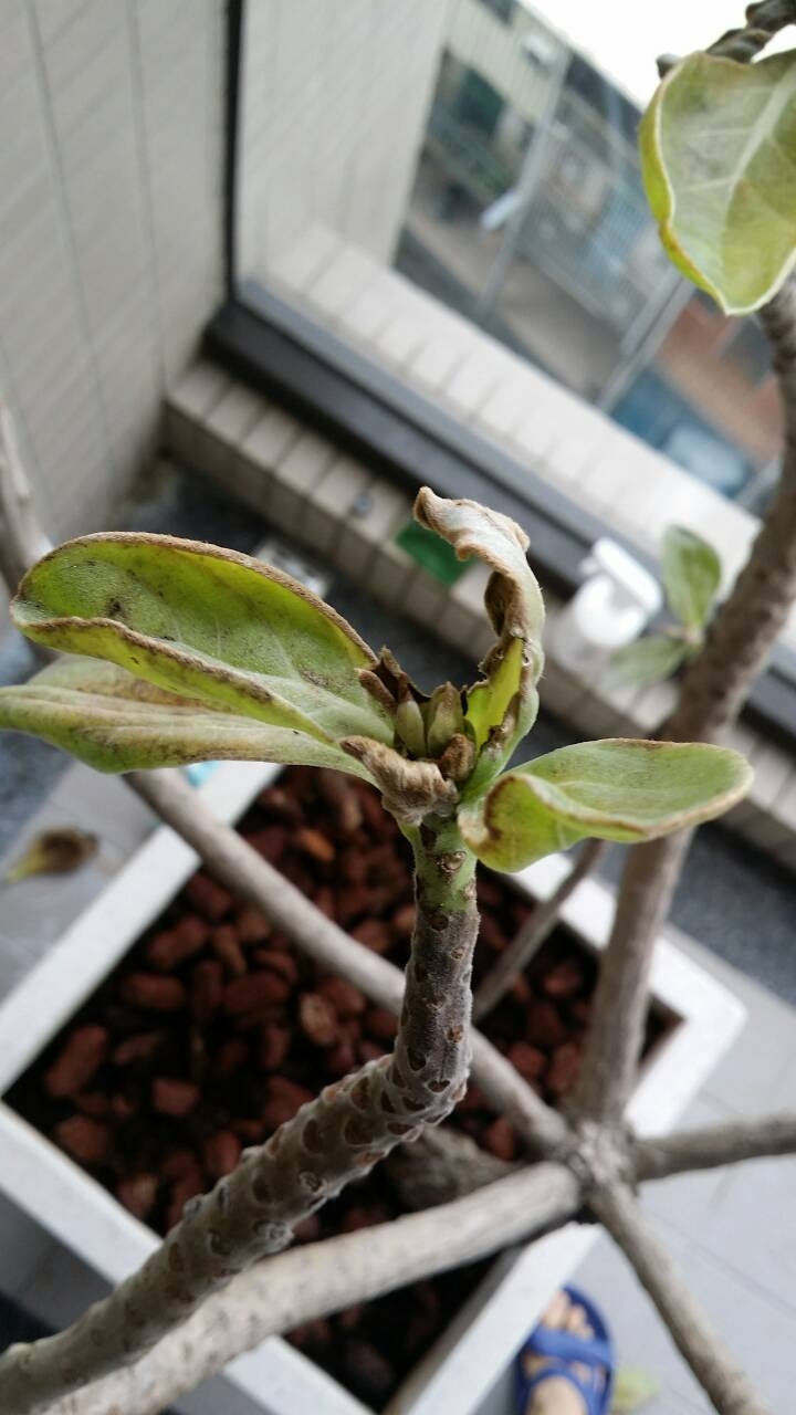 新買來的白水木生病了 求救 求救!