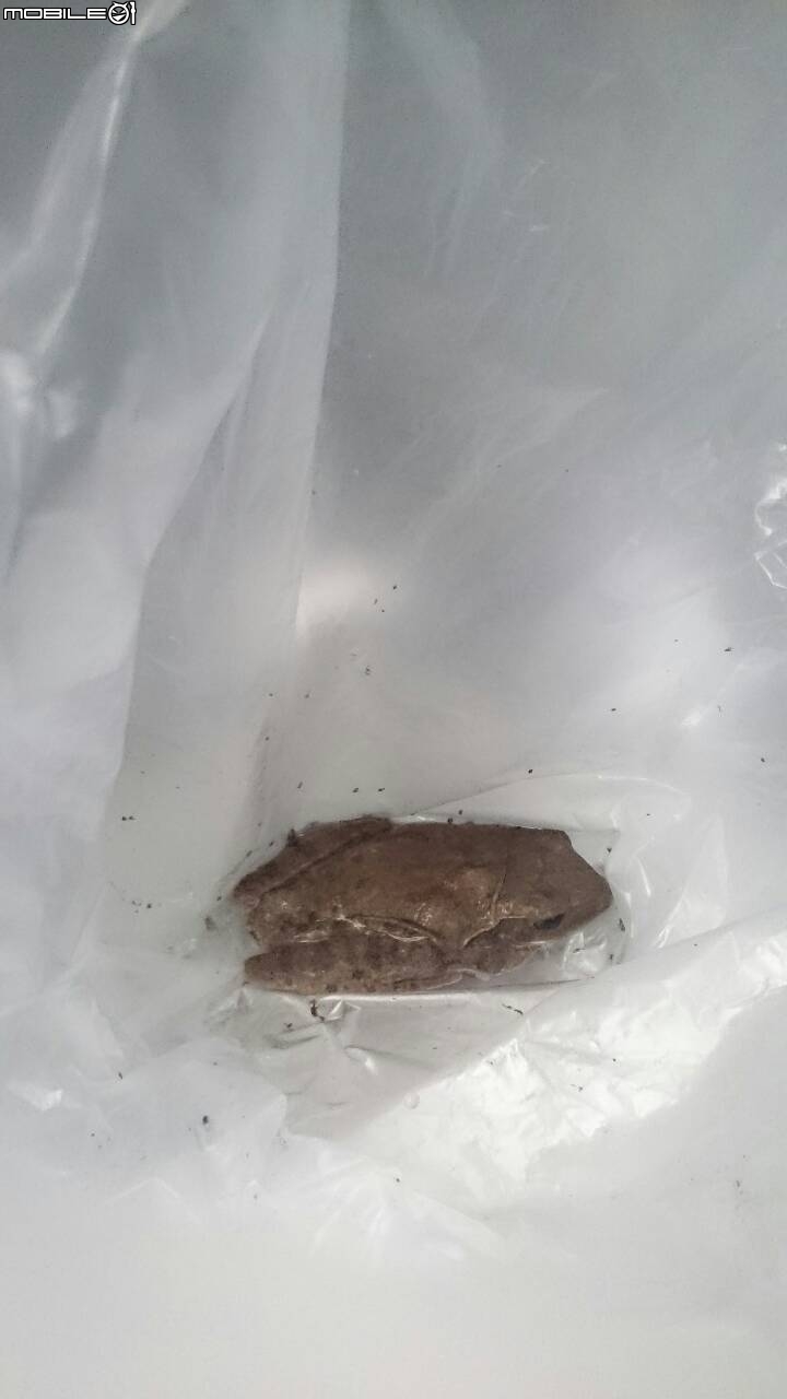 請問是斑腿樹蛙嗎？