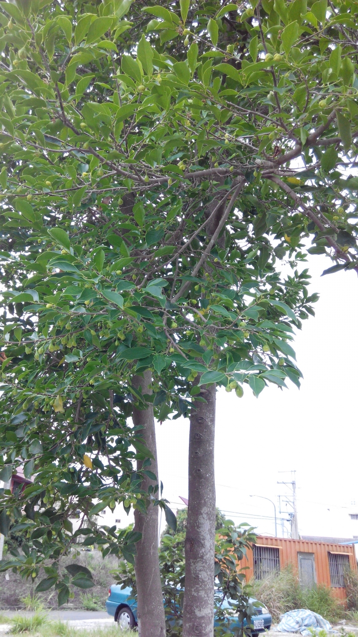 (請教) 這棵樹的名稱是?