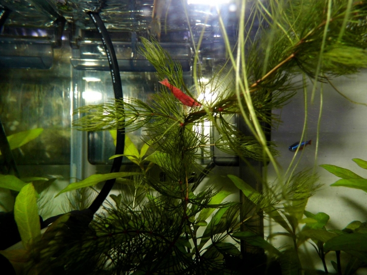 水草問題