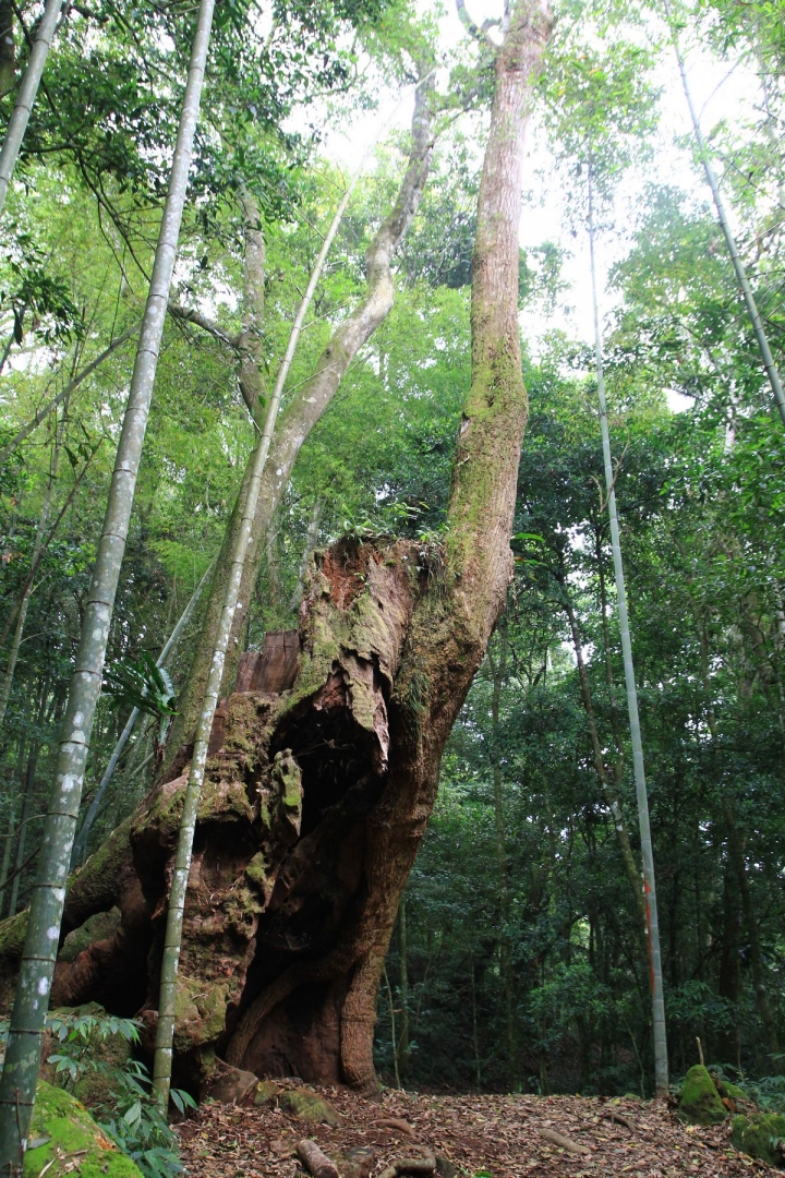 嘉南雲峰下豐山石盤谷單車O型環線