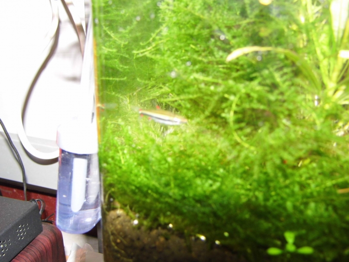 水草問題