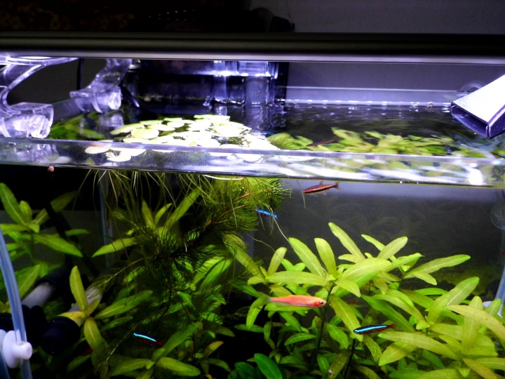 水草問題