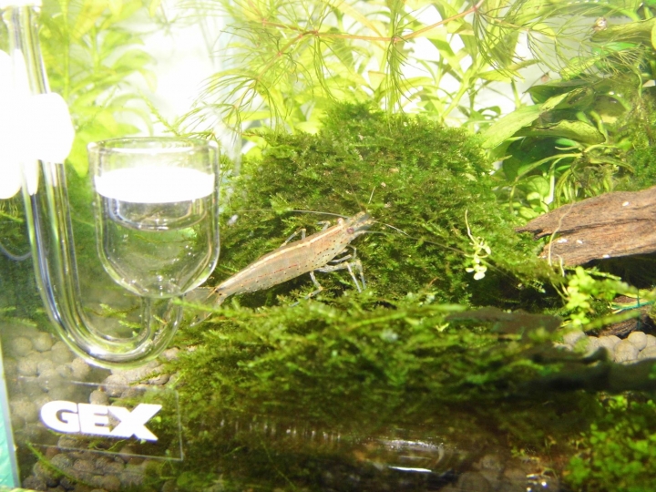 水草問題