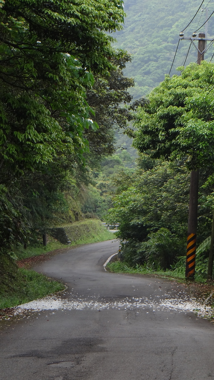 20150501汐平公路桐花滿載