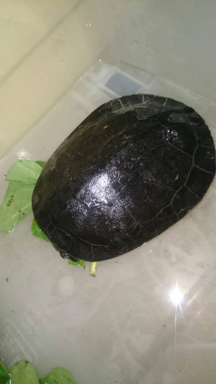 撿到烏龜