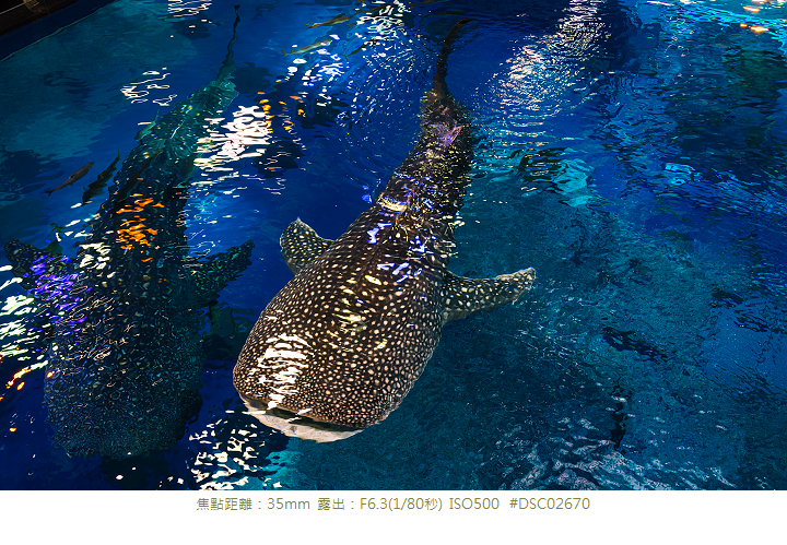 RX1R 沖縄美ら海水族館