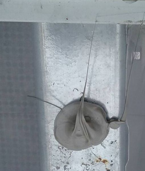 鐵皮屋上的透明PC 板搭在三明治烤漆板上工法問題