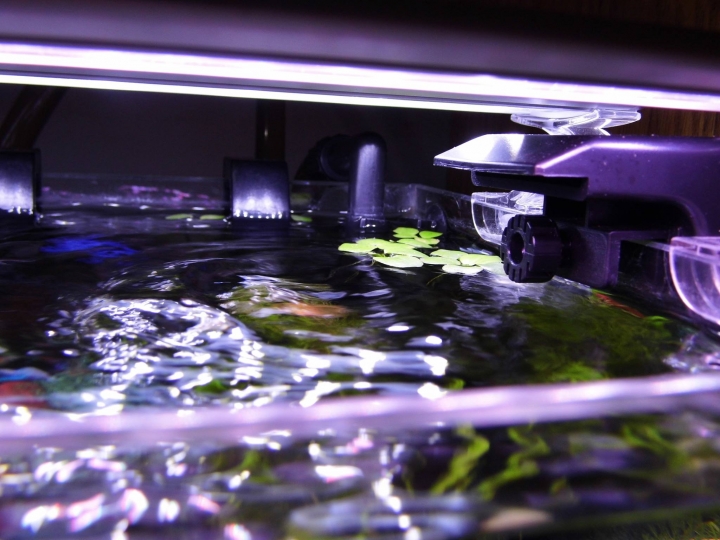 水草問題