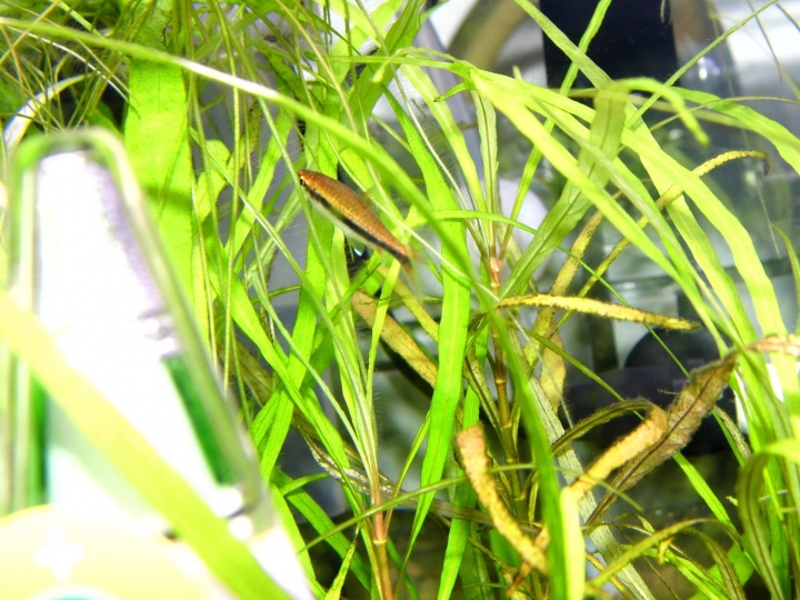 水草問題