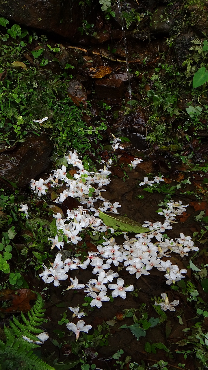 20150501汐平公路桐花滿載