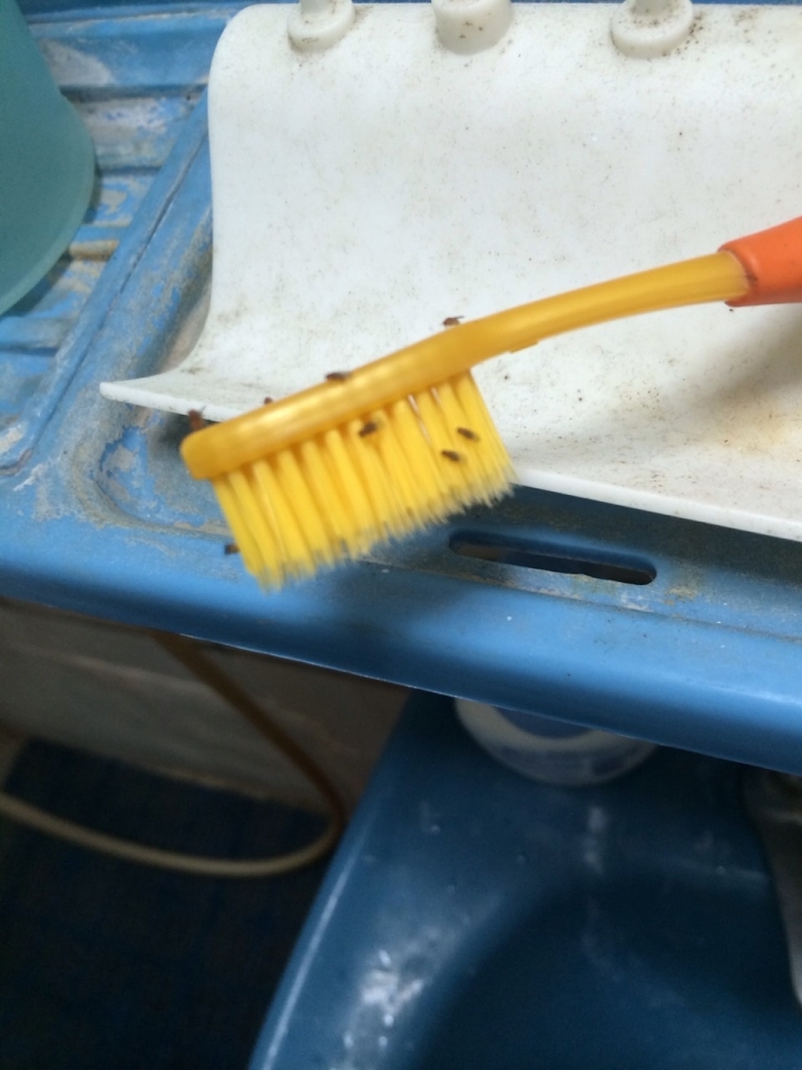 這蟲怎麼驅離