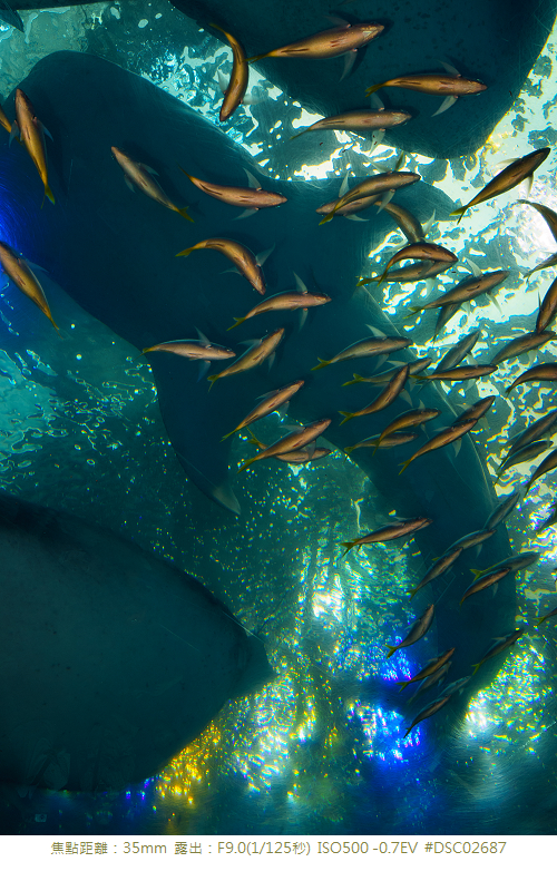 RX1R 沖縄美ら海水族館