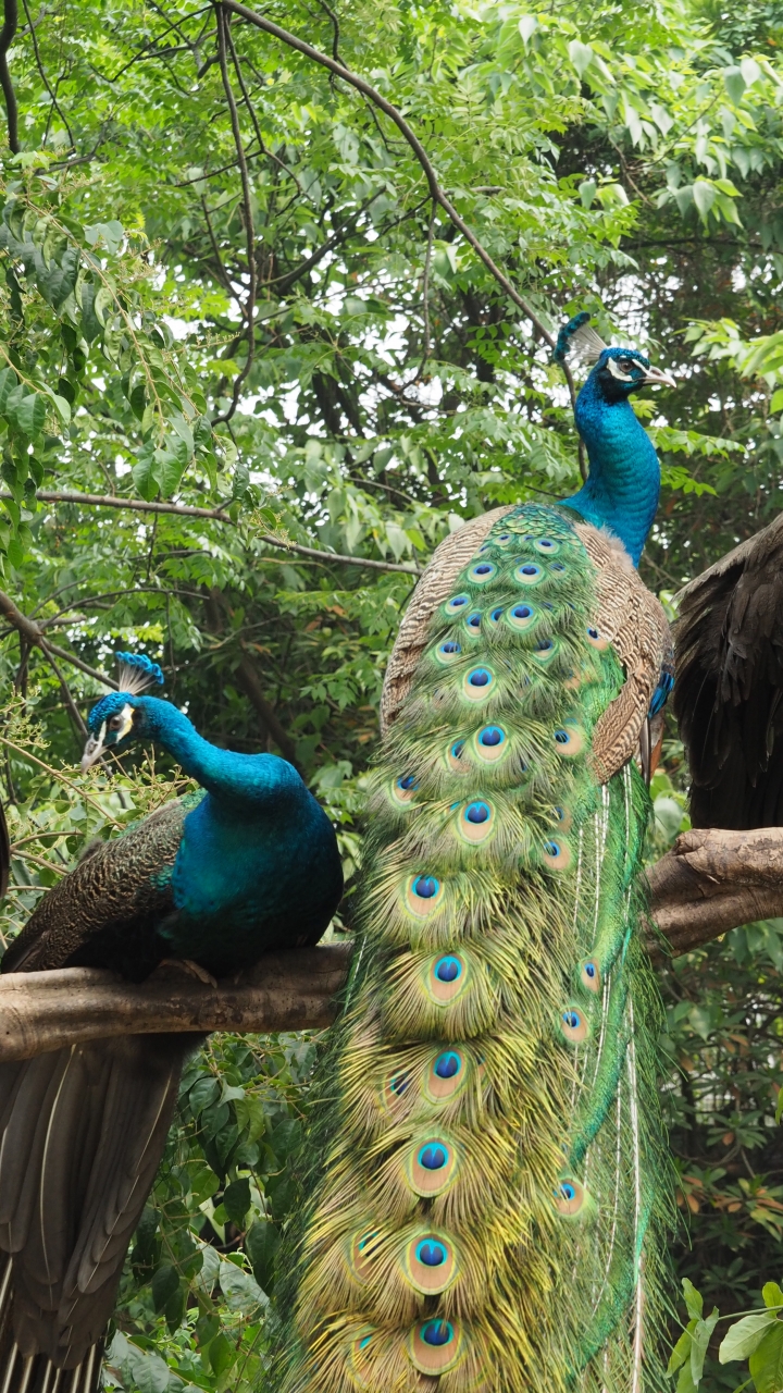 新手作品 請多多指教