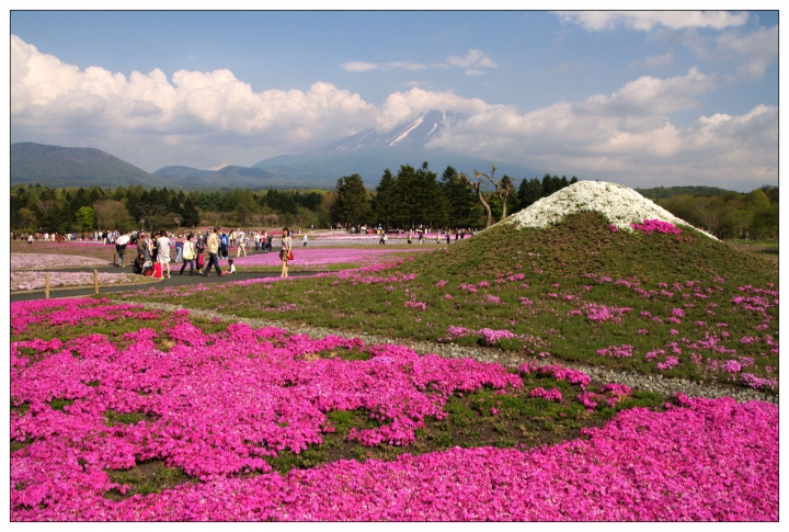 [SKYWAVE TYPE-S]GOLDEN WEEK小旅行DAY-1「富士芝櫻」
