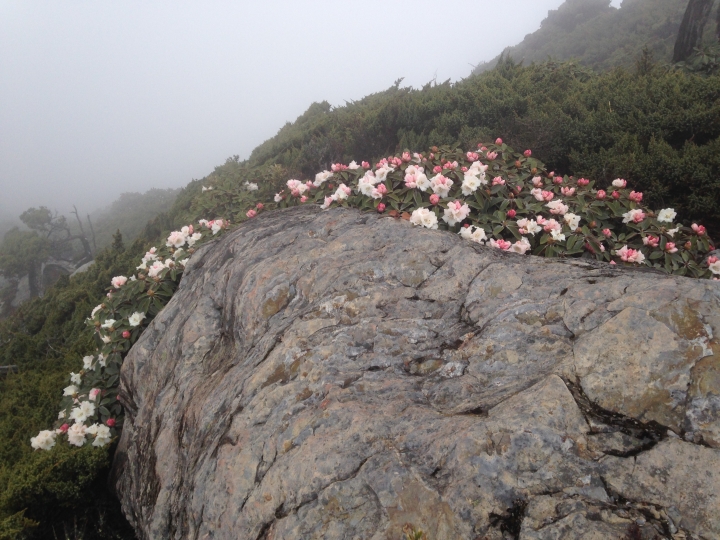 鬼行™→一個人的一日南湖大山 (四座百岳)
