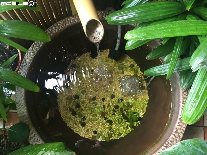 請教各位養魚前輩！！