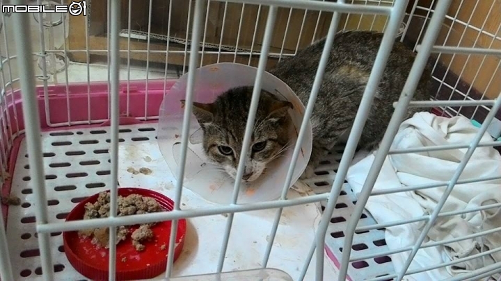 【疑問】有救援過流浪動物／養動物／愛動物之人，進來看看發表一下看法