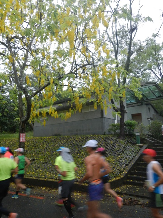 難忘「濕背秀」的一馬--阿勃勒花季馬拉松