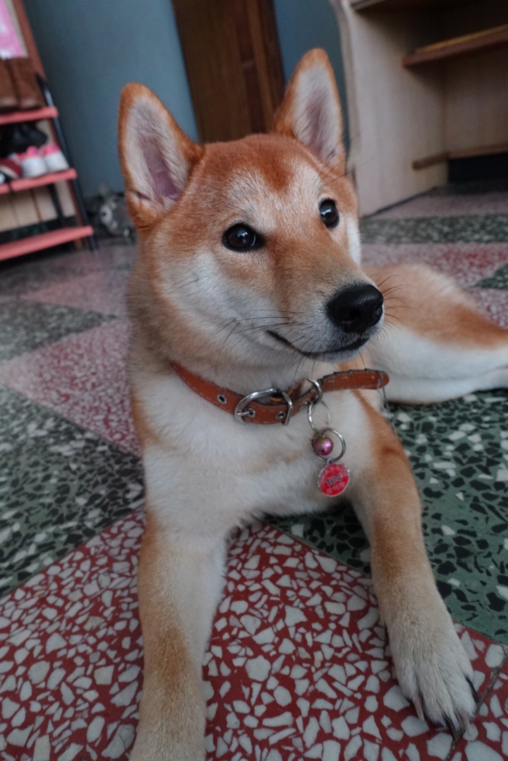 Sony RX100M3 防震