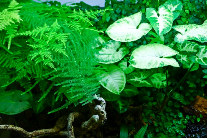 [慶祝開板]我的室內生態缸~