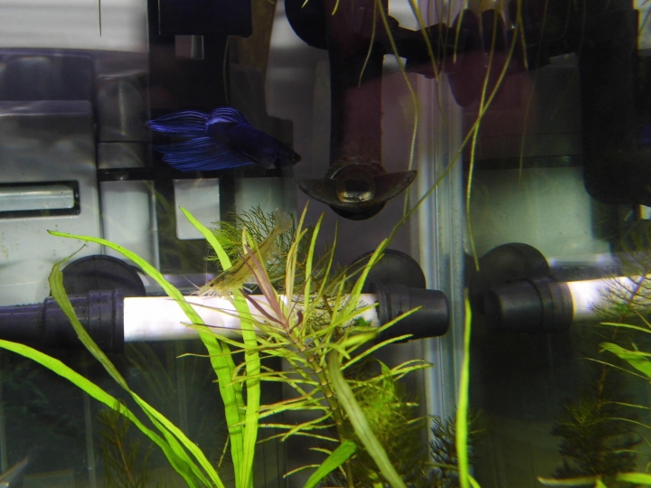 水草問題