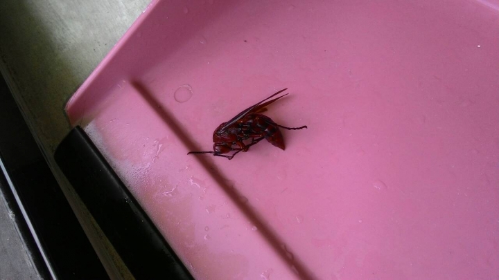 請問這是甚麼蜂?