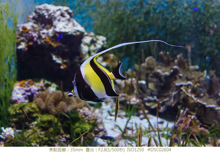 RX1R 沖縄美ら海水族館
