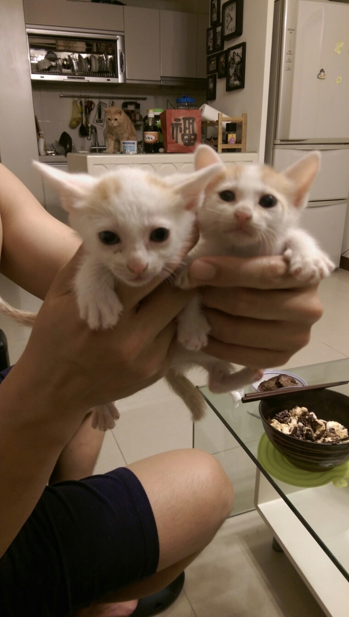 高雄-一個月大的橘白色三小貓送養