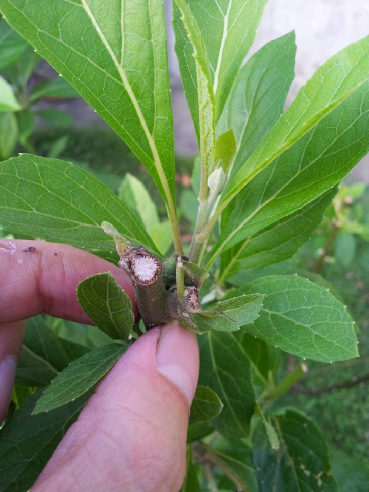 請問01的神人 這株植物的葉子 可以生吃嗎 ？
