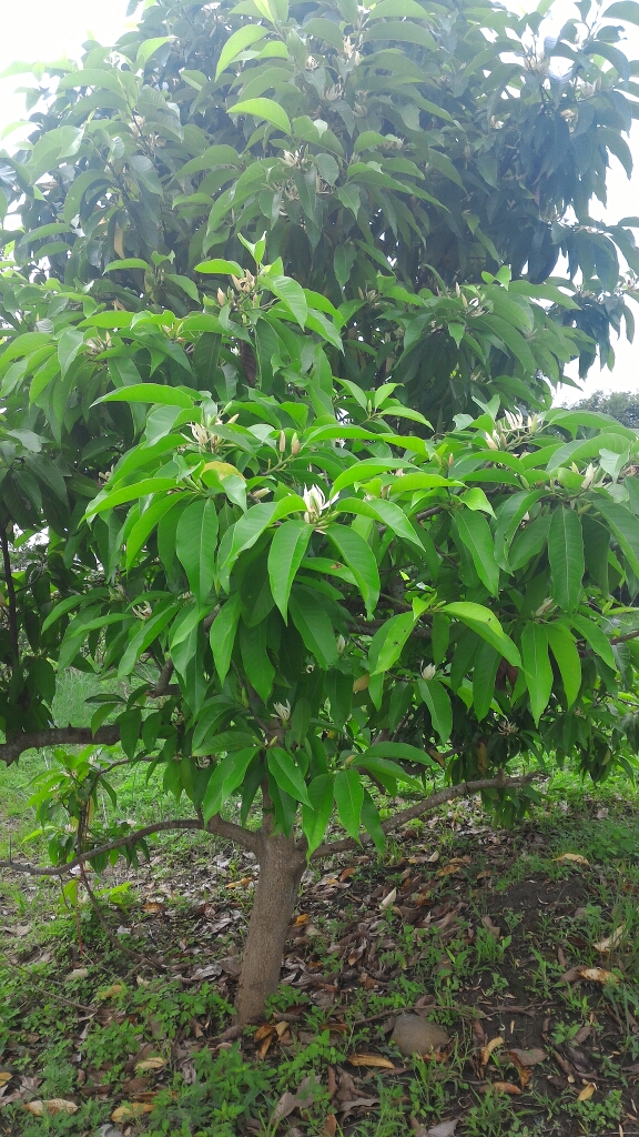 請教玉蘭花分枝繁殖