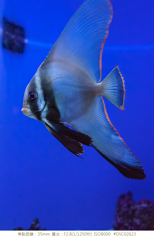 RX1R 沖縄美ら海水族館
