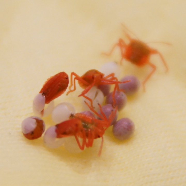 求助 這是什麼蟲？在baby的衣服發現的