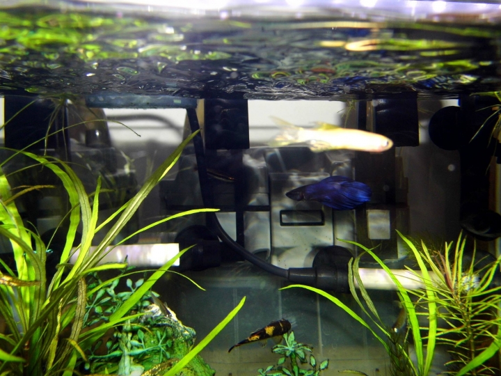 水草問題