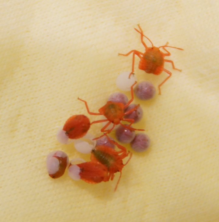 求助 這是什麼蟲？在baby的衣服發現的