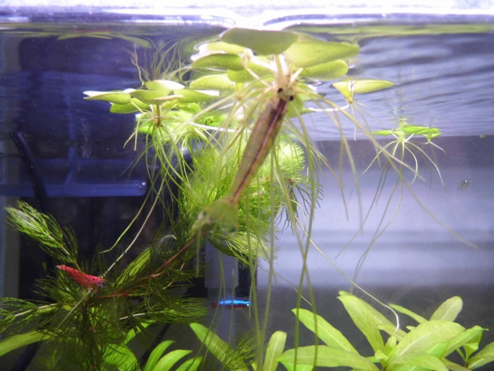 水草問題