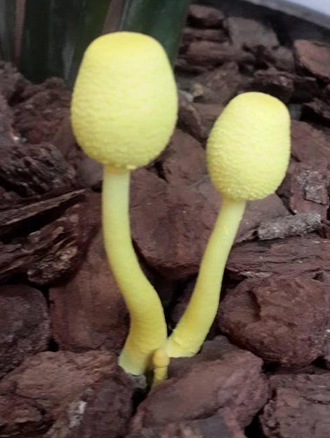 老媽房間裡出現的菇類...