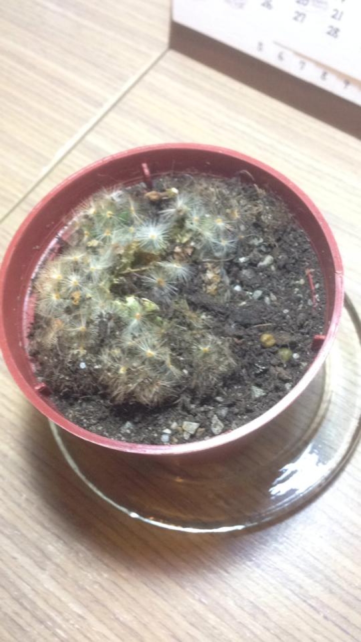 請問我的仙人掌現在這樣還救得回來嗎?TAT