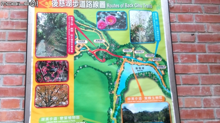 桃園阿姆坪.慈湖散步遊