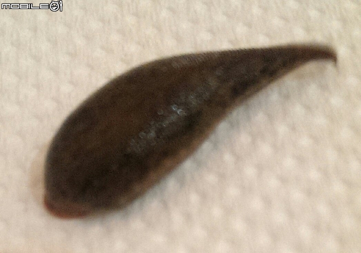 尋求解答，在新山夢湖散步被這種蟲吸血，它的學名是什麼?