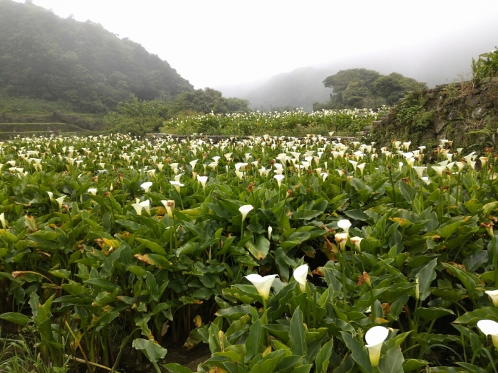 帶銀妹上竹子湖