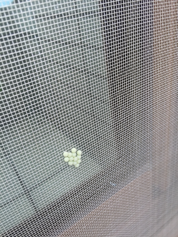 請問什麼蟲的卵？