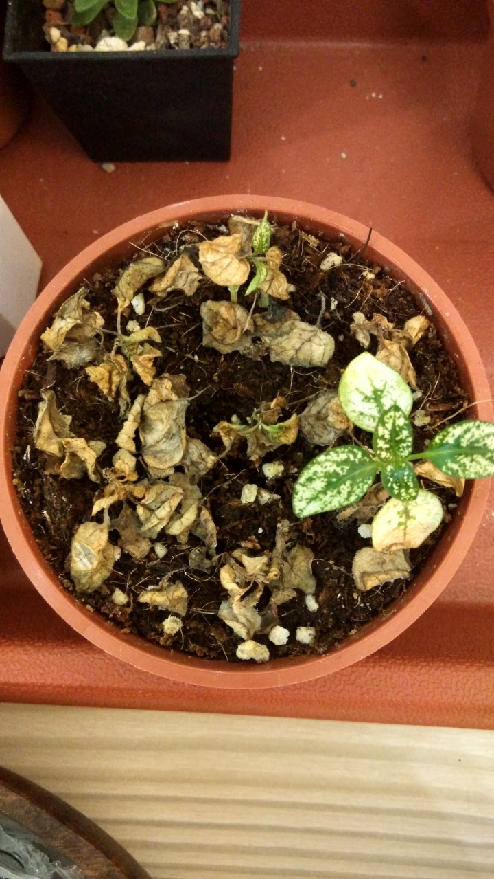 請幫我看看我的野兔耳.熊貓竹芋.瑪莉安.嫣紅蔓.還有愛玉粗勒草.百里香