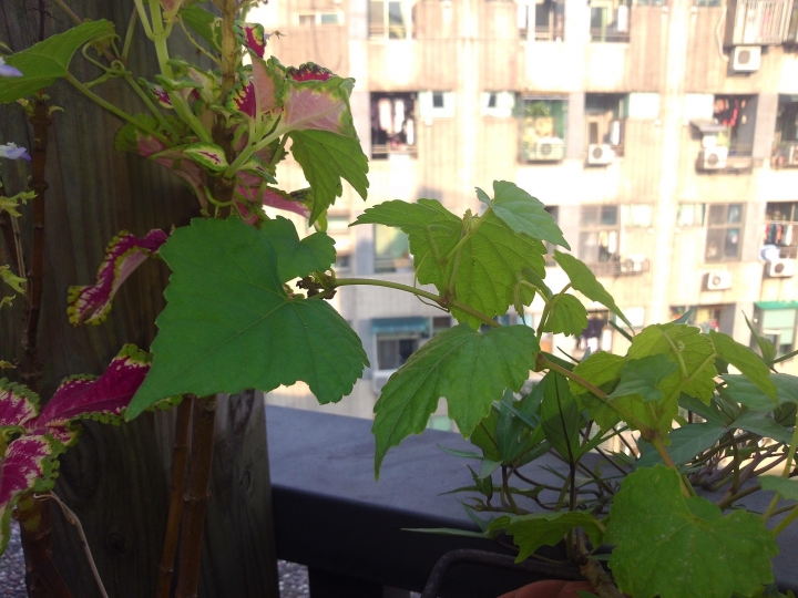 請問這是什麼植物?