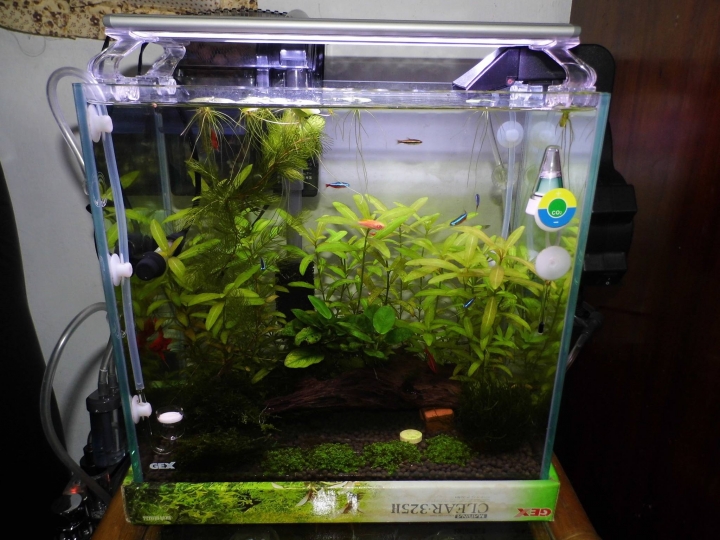 水草問題