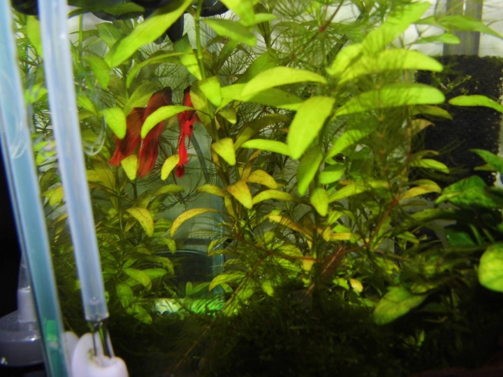 水草問題
