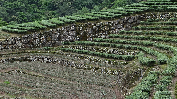 20150501汐平公路桐花滿載