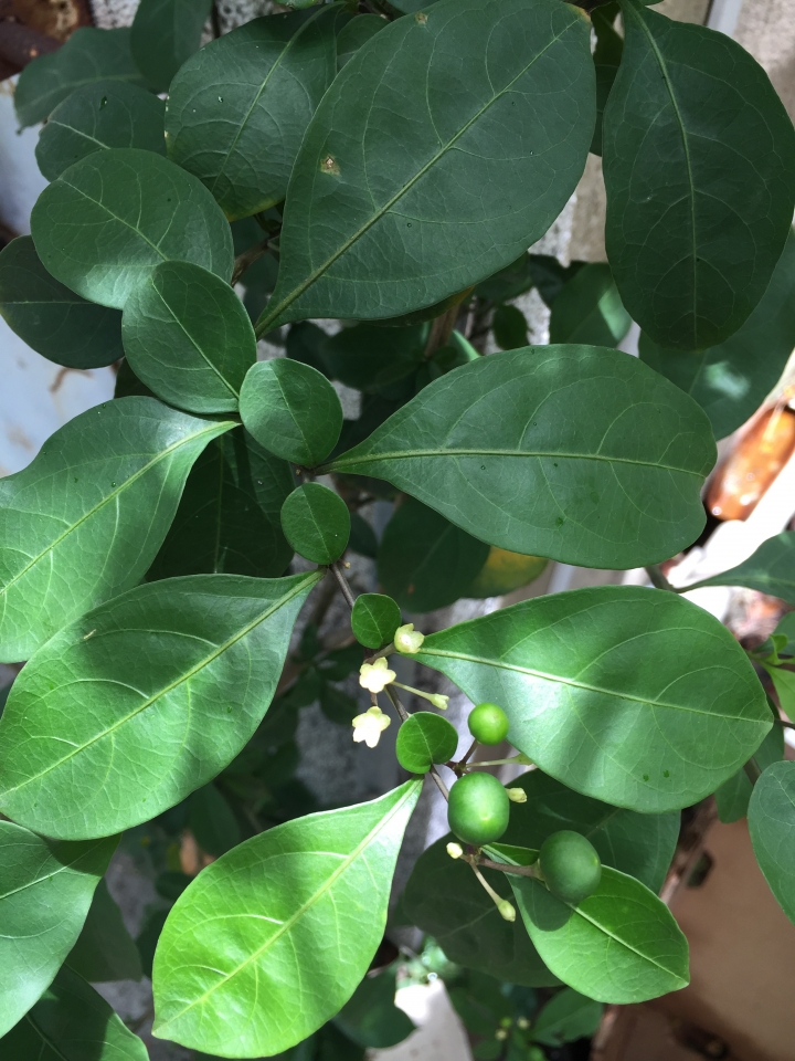 請問這是什麼植物